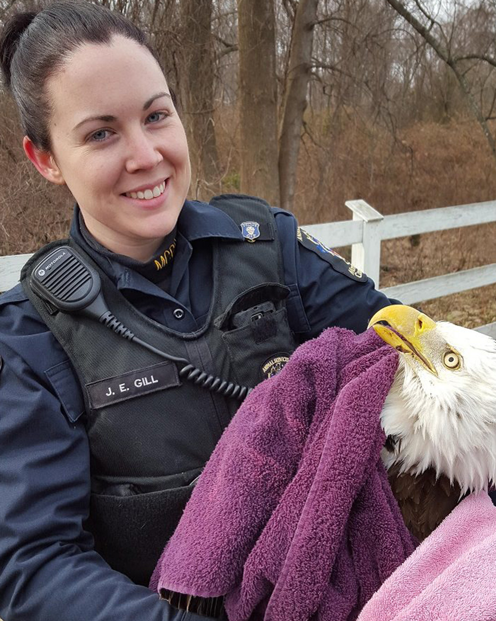 Police help rescue injured bald eagle in Potomac