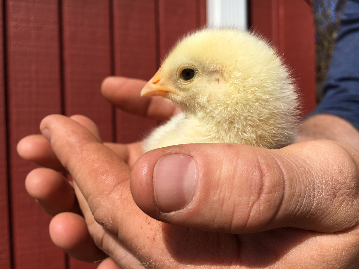 A baby chick at Rocklands Farm Winery and Market. (WTOP/Kate Ryan)