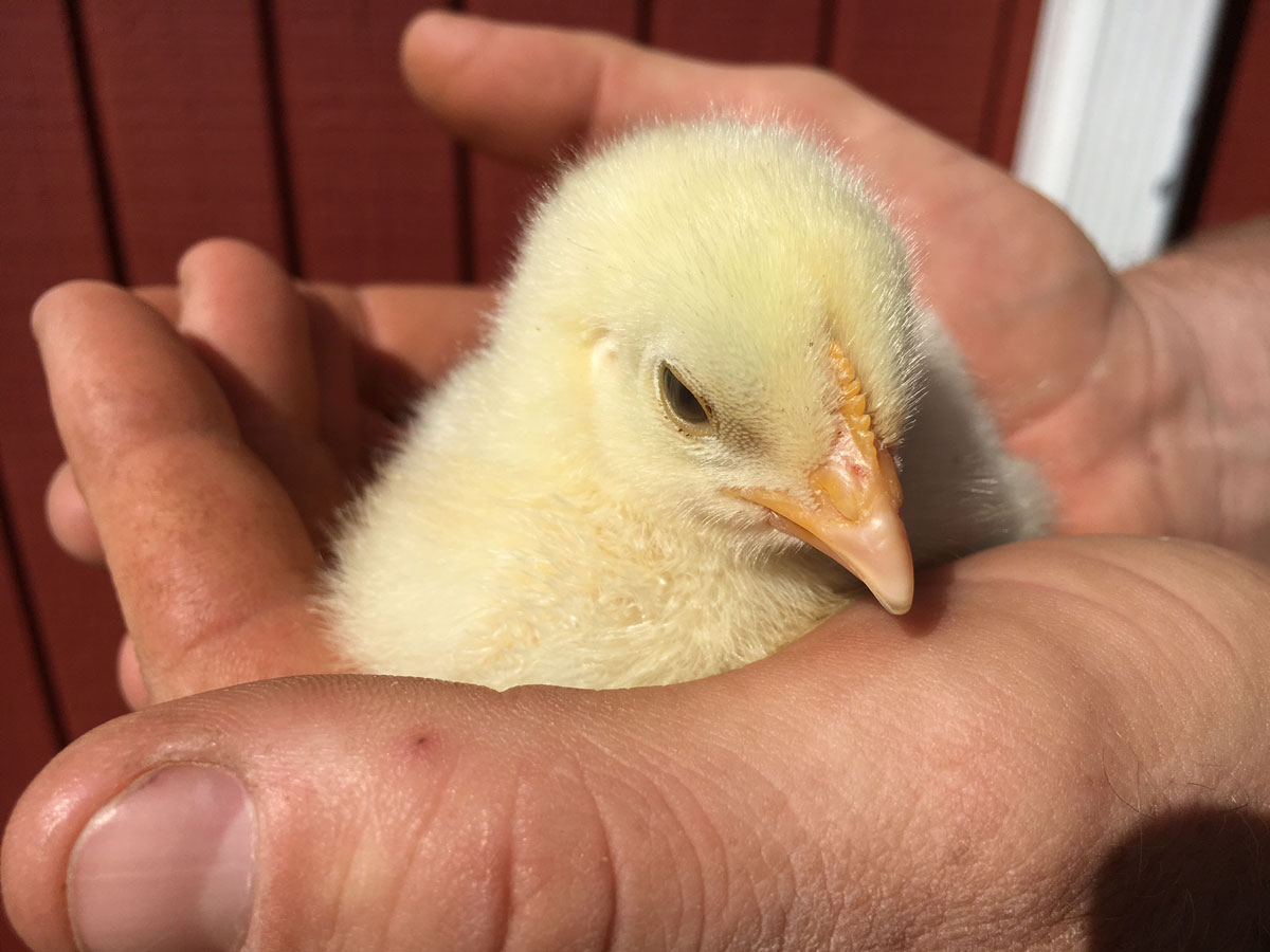 A baby chick at Rocklands Farm Winery and Market. (WTOP/Kate Ryan)