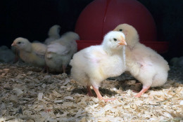 Baby chicks at Rocklands Farm Winery and Market, part of the farm's chick rental program. (WTOP/Kate Ryan)