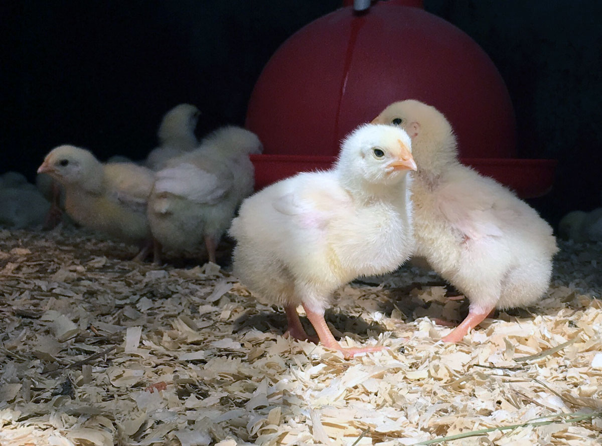 Baby chicks at Rocklands Farm Winery and Market, part of the farm's chick rental program. (WTOP/Kate Ryan)