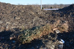 Christmas trees are the most common forms of debris in Lot 7. (WTOP/Dave Dildine)