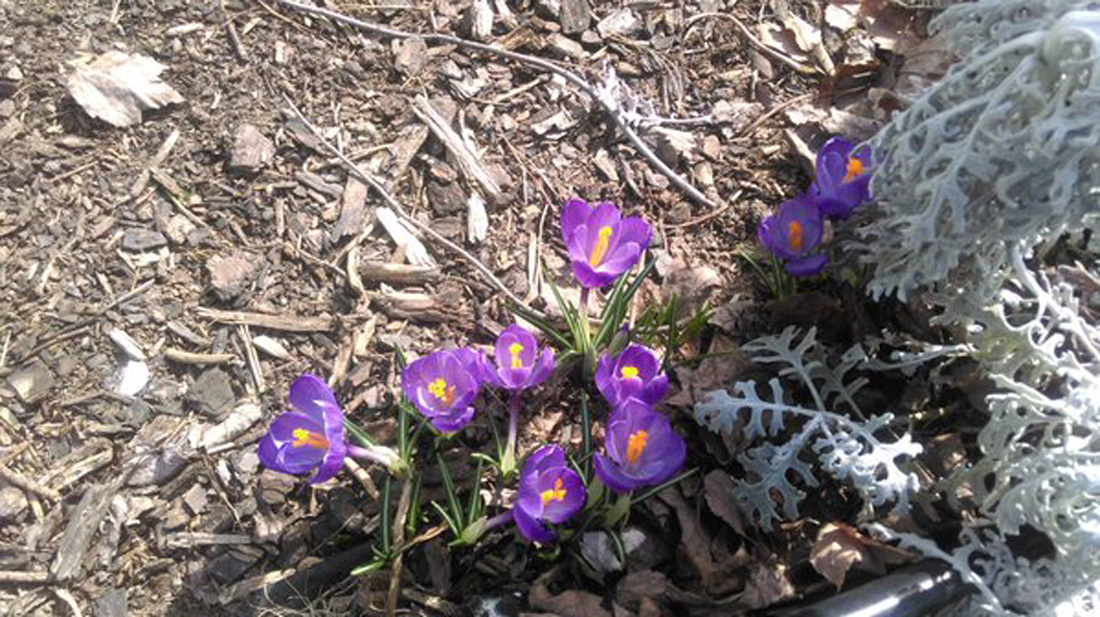 "Some early spring beauty in #FrederickMd," Catherine DiGennaro tweets. (Courtesy @cdigennaro/Twitter)