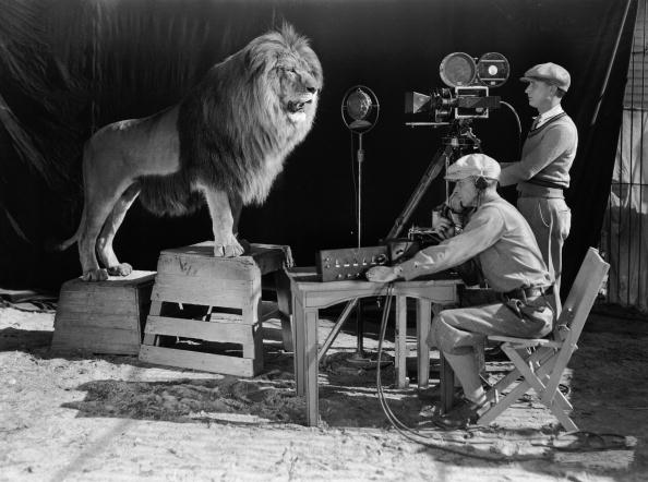 A cameraman and a sound technician record the roar of Leo the Lion for MGM's famous movie logo. The footage was first used on MGM's first talking picture 'White Shadows in the South Seas'.  (Photo via John Kobal Foundation/Getty Images)