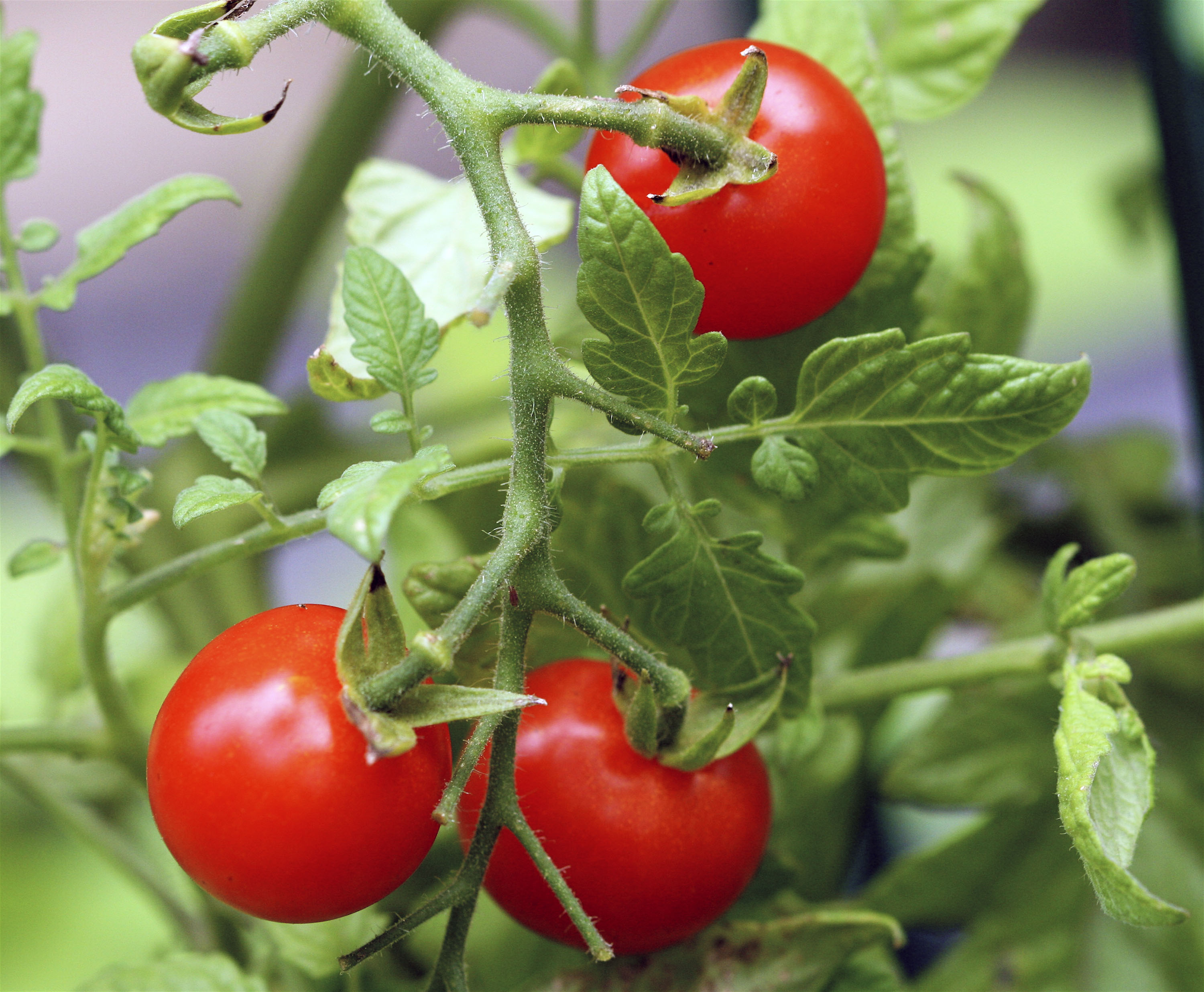 It’s tomato planning — not planting — time