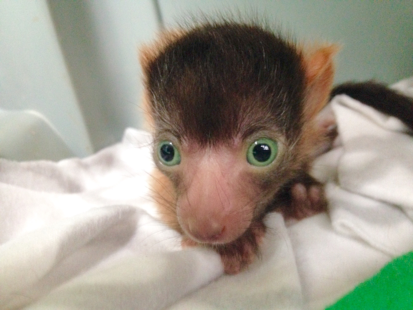 Baby Lemur