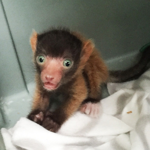 Baby Red-Ruffed Lemur