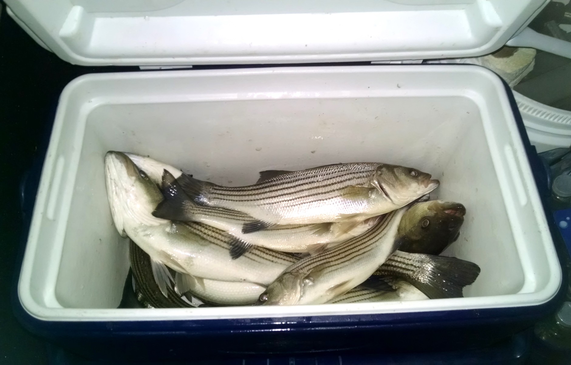 Maryland opens rockfish season with new regulations WTOP News