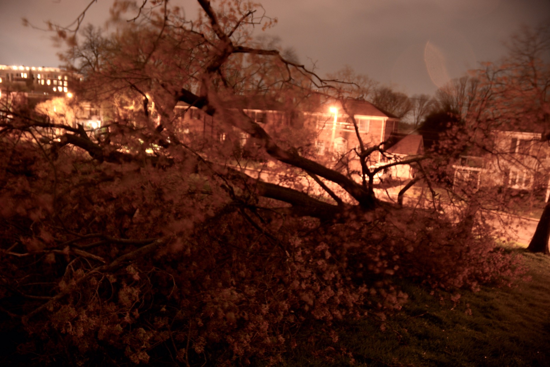 A downed maple tree in Fort Reno Park in Northwest D.C. (WTOP/Dave Dildine)