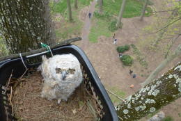 The rescued baby owl sits in its new nest as a team of volunteers watches from below. (Mike Fried/Comprehensive Tree Care)