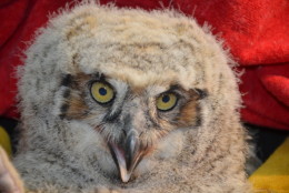 This great horned owl baby has been returned to his new 'nest' after his stay with the Owl Moon raptor center. (Suzanne Shoemaker/ Owl Moon Raptor Center)