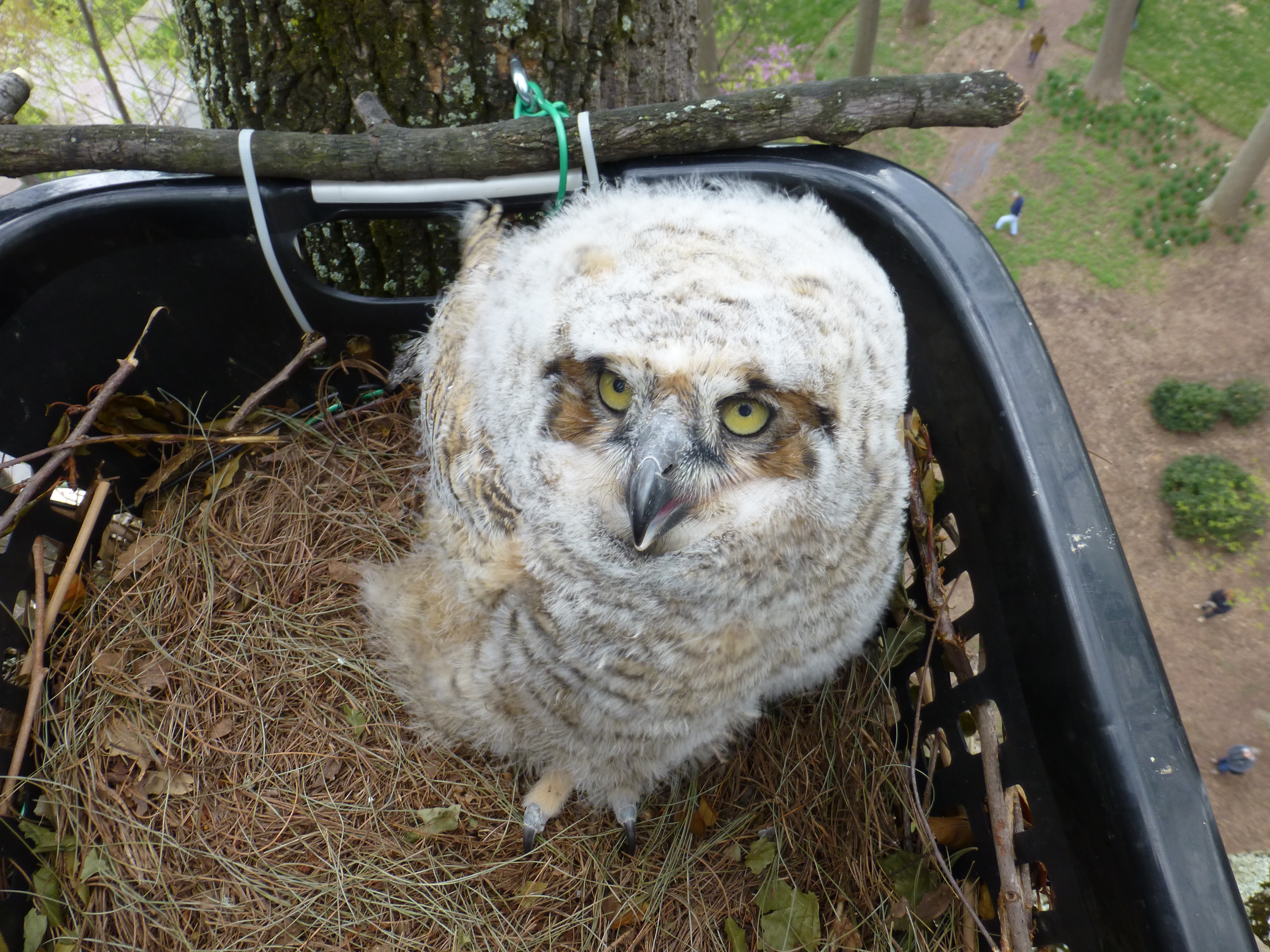 An owl rescue in Montgomery County
