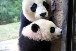 National Zoo's panda mom Mei Xiang has had three cubs, two male and one female. And after an artificial insemination procedure, she may become pregnant again soon. (Courtesy National Zoo)