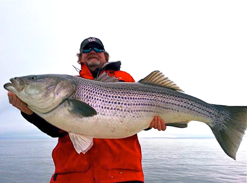 Shawn Kimbro of Kent Island displays a spring trophy rockfish caught near Calvert Cliffs in 2013. The fish was released alive. (Photo courtesy of Shawn Kimbro)