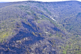 A massive wildfire that has been burning for over a week at Shenandoah National Park has grown to more than 10,000 acres, making it the second largest fire in the park's history. "Our containment number is going up which means our confidence in the firebreak that we created around it is increasing every day," said Barb Stewart, an information officer with the fire response team. (Photo Courtesy of the National Park Service)
