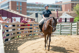You can get up close and personal with all kinds of different animals at Maryland Day. "We breed horses for racing - a lot of people don't know that," University of Maryland College Park Senior Communications Associate, Graham Binder. (UMD/Edwin Remsberg)