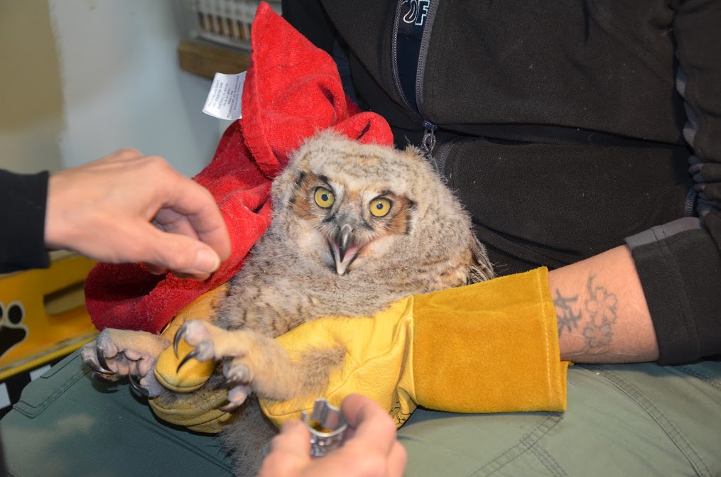 Getting tagged (Suzanne Shoemaker/ Owl Moon Raptor Center)