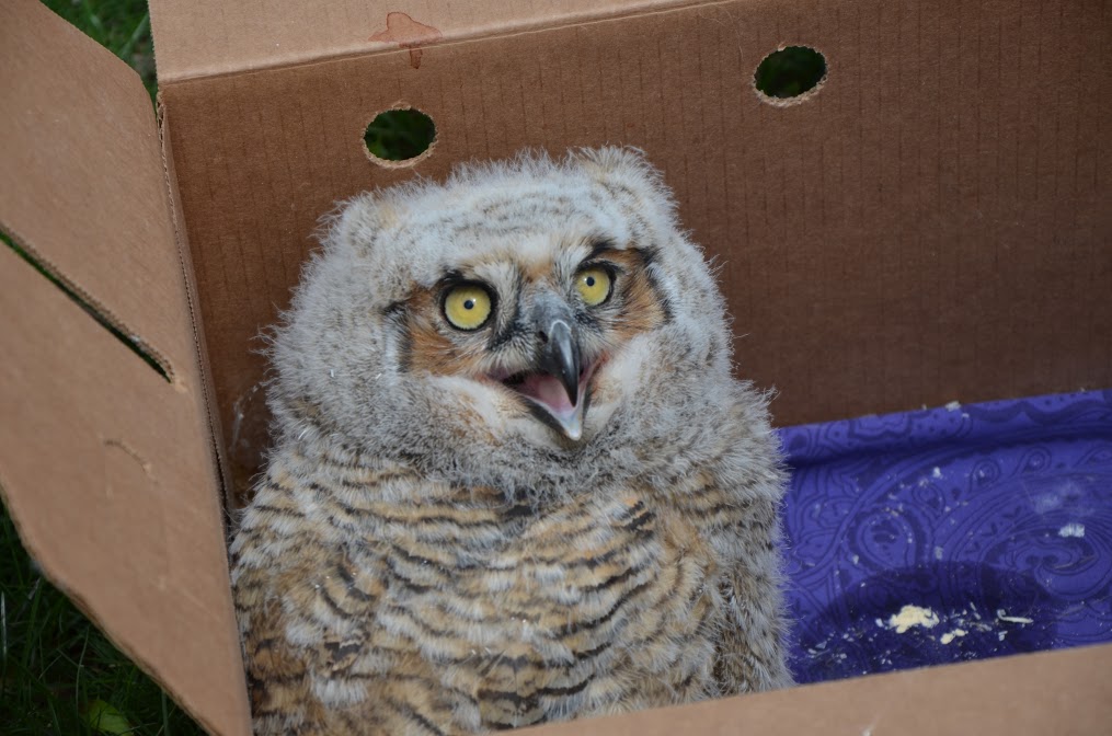 Delivery! Getting tagged (Suzanne Shoemaker/ Owl Moon Raptor Center)