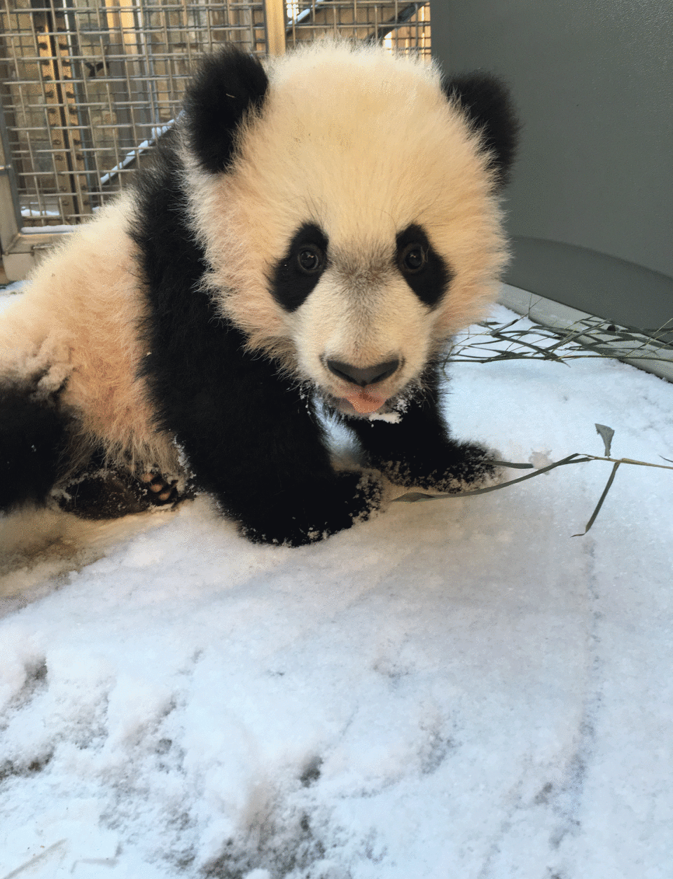 Bei Bei, who is pictured here in January 2016, is growing daily and weighed 37 pounds as of March 17, 2016. Training is underway to teach him to come when called and to respond to commands to assist future veterinary check-ups. (Courtesy Smithsonian's National Zoo/Shellie Pick)