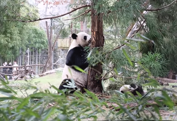 National Zoo giant panda cub Bei Bei growing, learning new behaviors ...