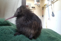 The kiwi chick was born May 10 at the Smithsonian Conservation Biology Institute. (Wesley Bailey/Smithsonian Conservation Biology Institute) 