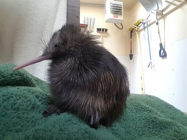 Endangered kiwi born at National Zoo research campus