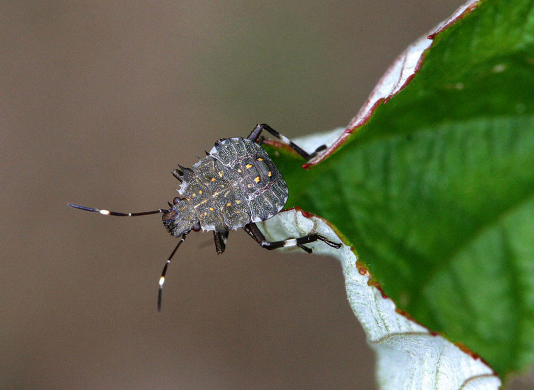 Stink bugs, lawn care and pruning tricks