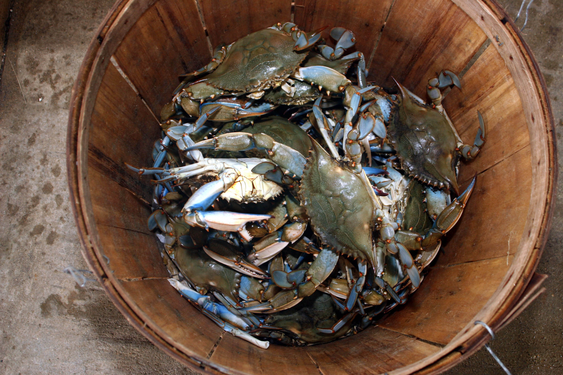 ** ADVANCE FOR SUNDAY JULY 2 **Live male and female blue crabs are shown at J.M. Clayton Co. in Cambridge, Md., Wednesday June 28, 2006. Crab processors say it's an easy decision, either hire Mexican workers to pick crabs or close up shop. The only thing they're unsure of is whether they'll be allowed to hire employees next year on seasonal work visas. (AP Photo/Kathleen Lange)