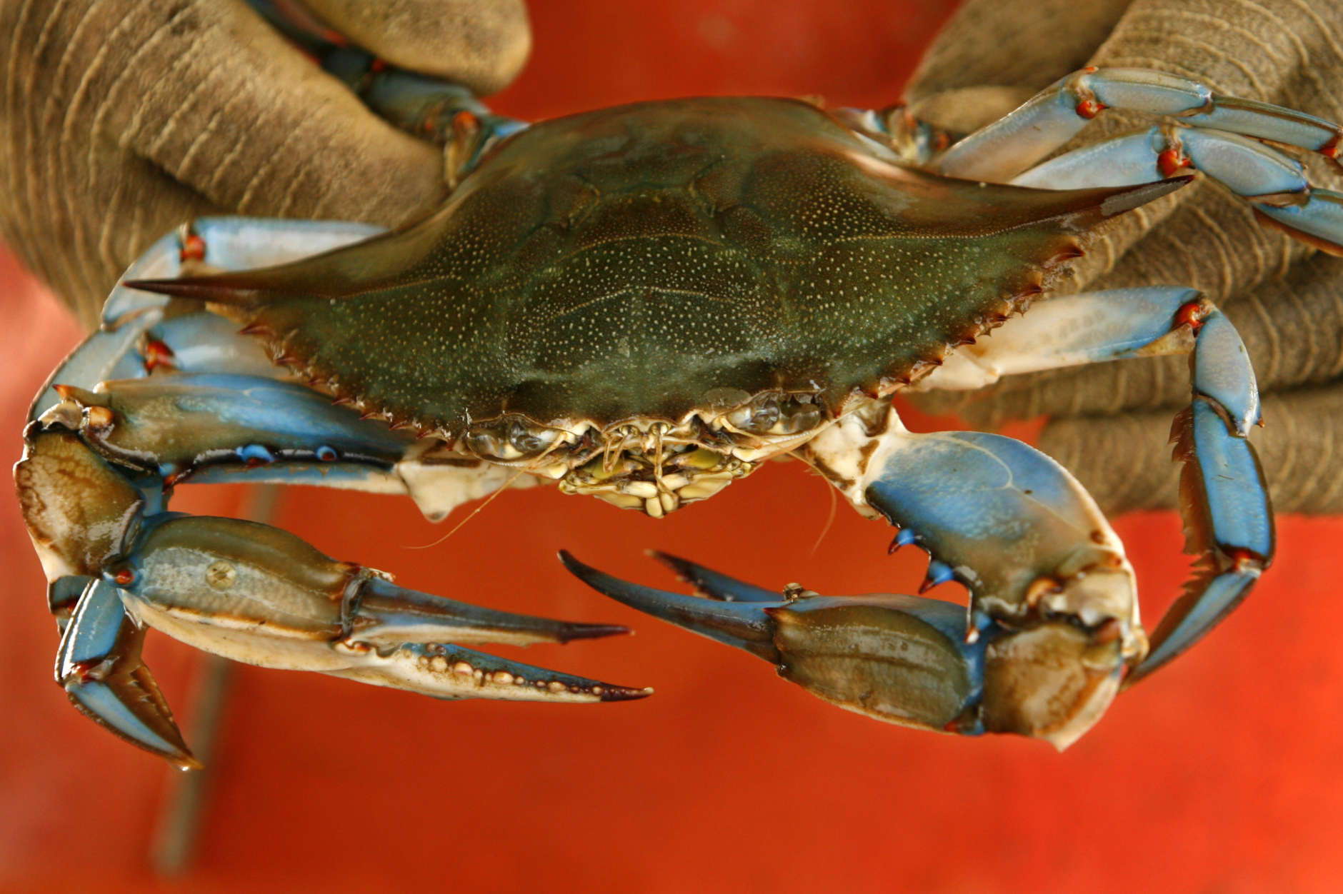 FILE — In this Monday, June 23, 2008 file photo, a Maryland blue crab is held by waterman Paul Kellam, of Ridge, Maryland. (AP Photo/Jacquelyn Martin, File)
