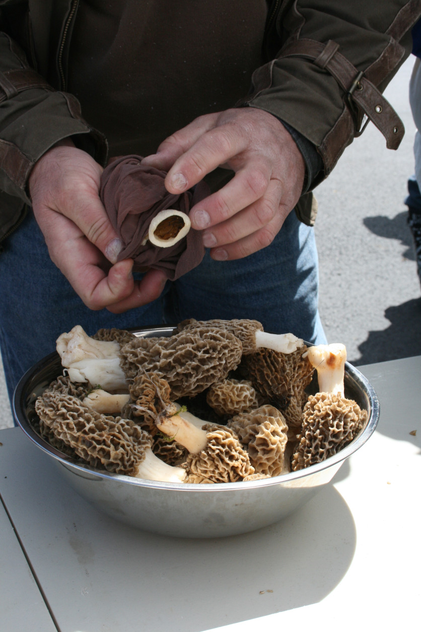 In this photo taken on May 16, 2009,  a cooking class student unloads morel mushrooms found during a  hunt in West Bend, Wis. Chef David Swanson of the traveling Braise Culinary School showed how to turn the mushrooms into a spring vegetable ragout. (AP Photo/M.L. Johnson)