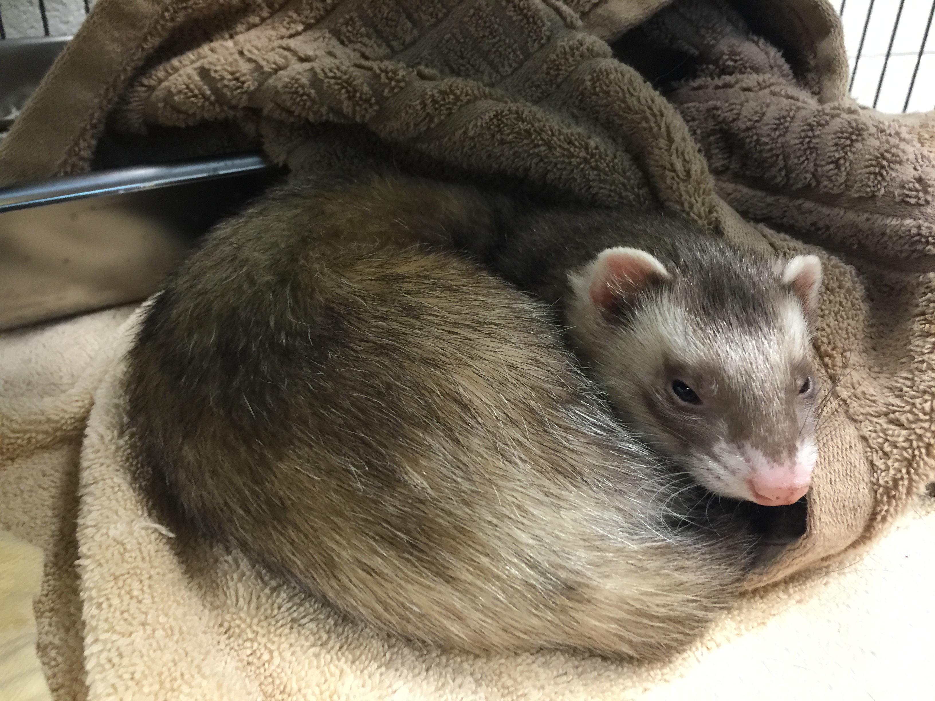 Maryland woman charged with cruelty and neglect of ferrets