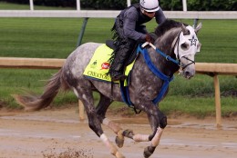 Kentucky Derby hopeful Creator gallops under exercise rider Carlos Rosas at Churchill Downs in Louisville, Ky., Sunday, May 1, 2016. (AP Photo/Garry Jones)
