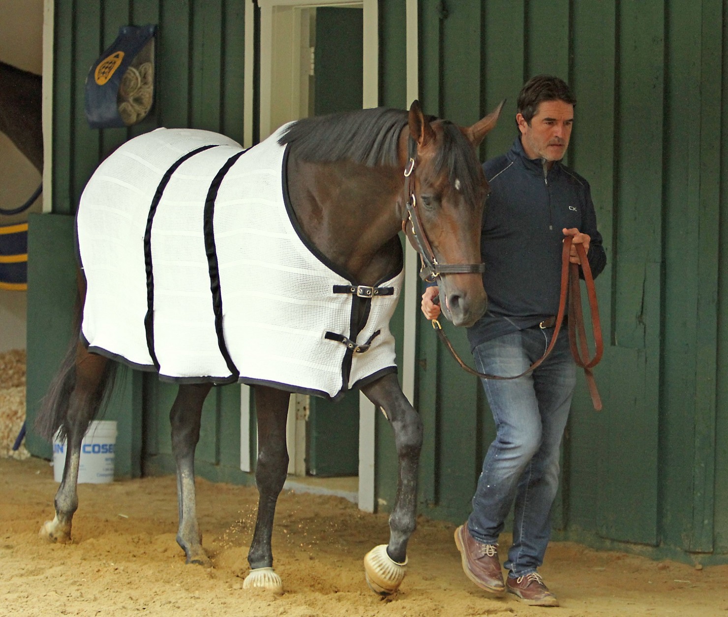 Trainer Keith Desormeaux walks Preakness Stakes hopeful Exaggerator in the stakes barn at Pimlico Race Course Wednesday, May 18, 2016,  in Baltimore following a morning jog. The 141st Preakness Stakes is scheduled for Saturday, May 21. (AP Photo/Garry Jones)