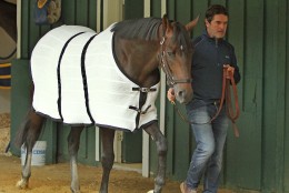 Trainer Keith Desormeaux walks Preakness Stakes hopeful Exaggerator in the stakes barn at Pimlico Race Course Wednesday, May 18, 2016,  in Baltimore following a morning jog. The 141st Preakness Stakes is scheduled for Saturday, May 21. (AP Photo/Garry Jones)