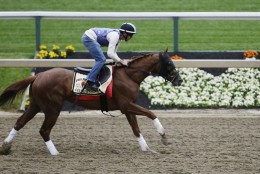 Fellowship works out with exercise rider Brian O'Leary aboard, Thursday, May 19, 2016, in Baltimore. The 141st Preakness Horse Race will be held Saturday. (AP Photo/Garry Jones)
