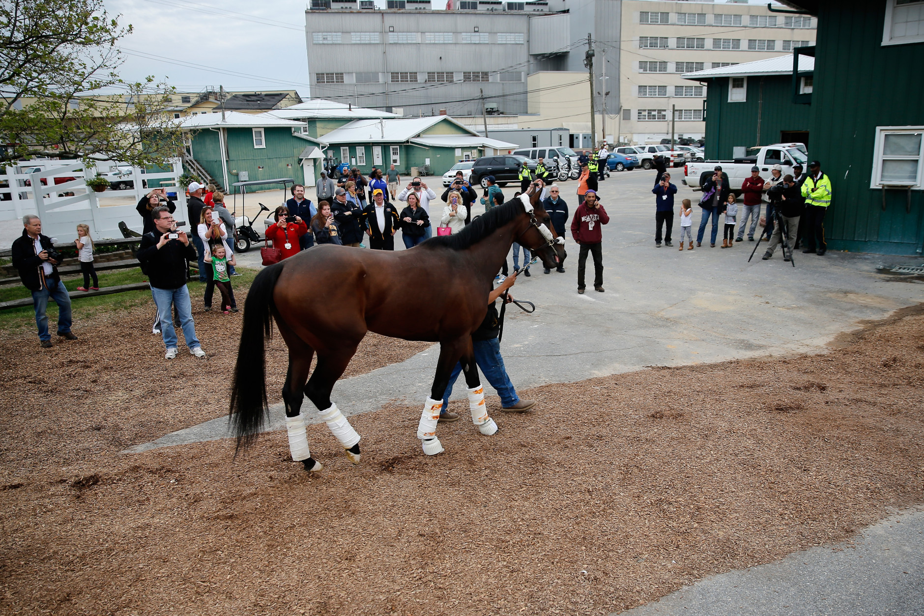 Kentucky Derby winner Nyquist arrives at Pimlico Race Course in preparation for the 2016 Preakness Stakes on May 9, 2016 in Baltimore, Maryland.  (Photo by Rob Carr/Getty Images)