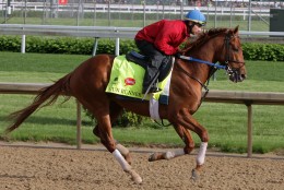 Kentucky Derby entrant Gun Runner, ridden by exercise rider Carlos Rosas, works out at Churchill Downs in Louisville, Ky., Thursday, May 5, 2016. The 142nd Kentucky Derby is Saturday, May 7. (AP Photo/Garry Jones)