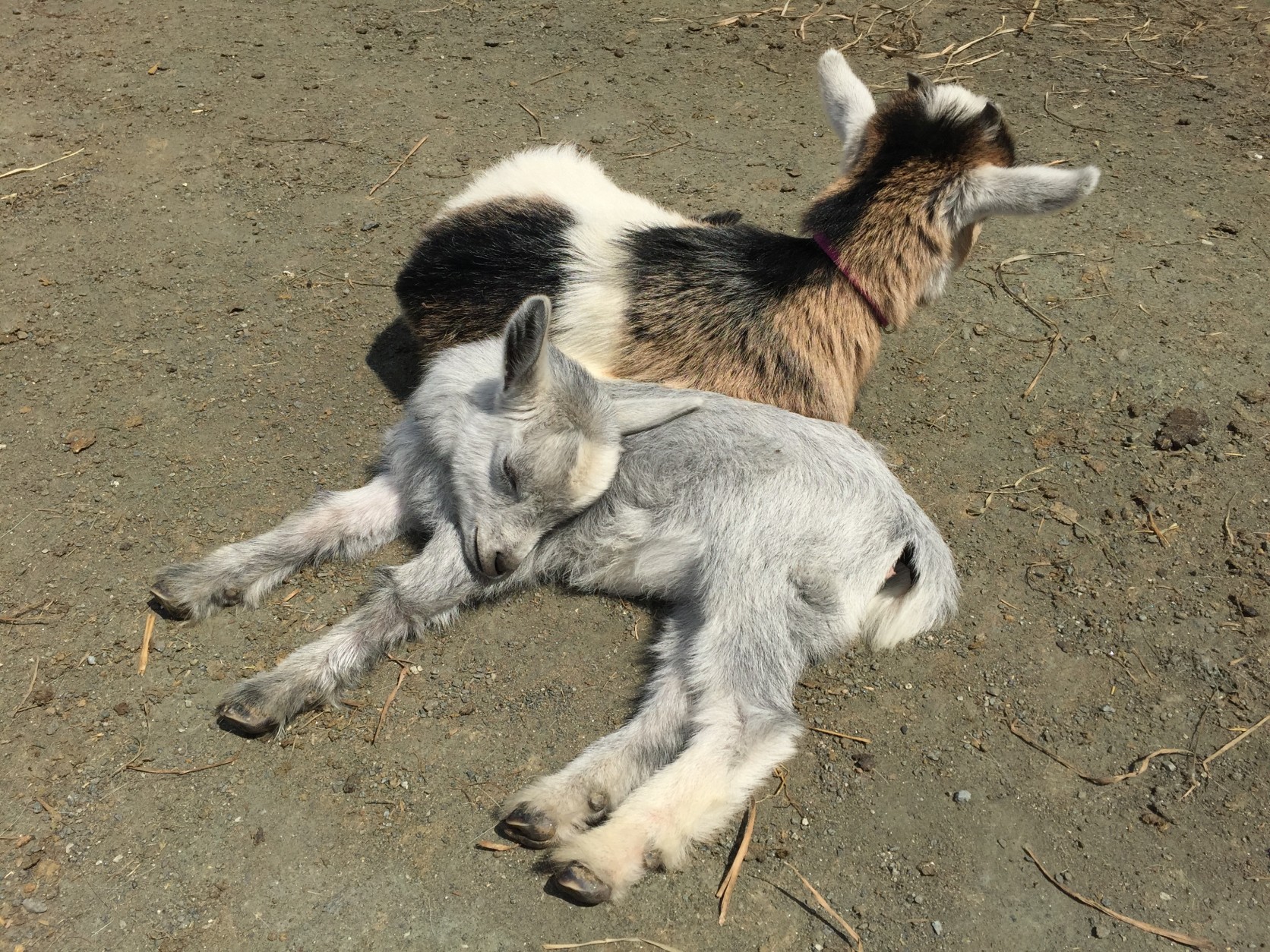 This little goat was so sleepy he just couldn't keep his head up. (WTOP/Michelle Basch)