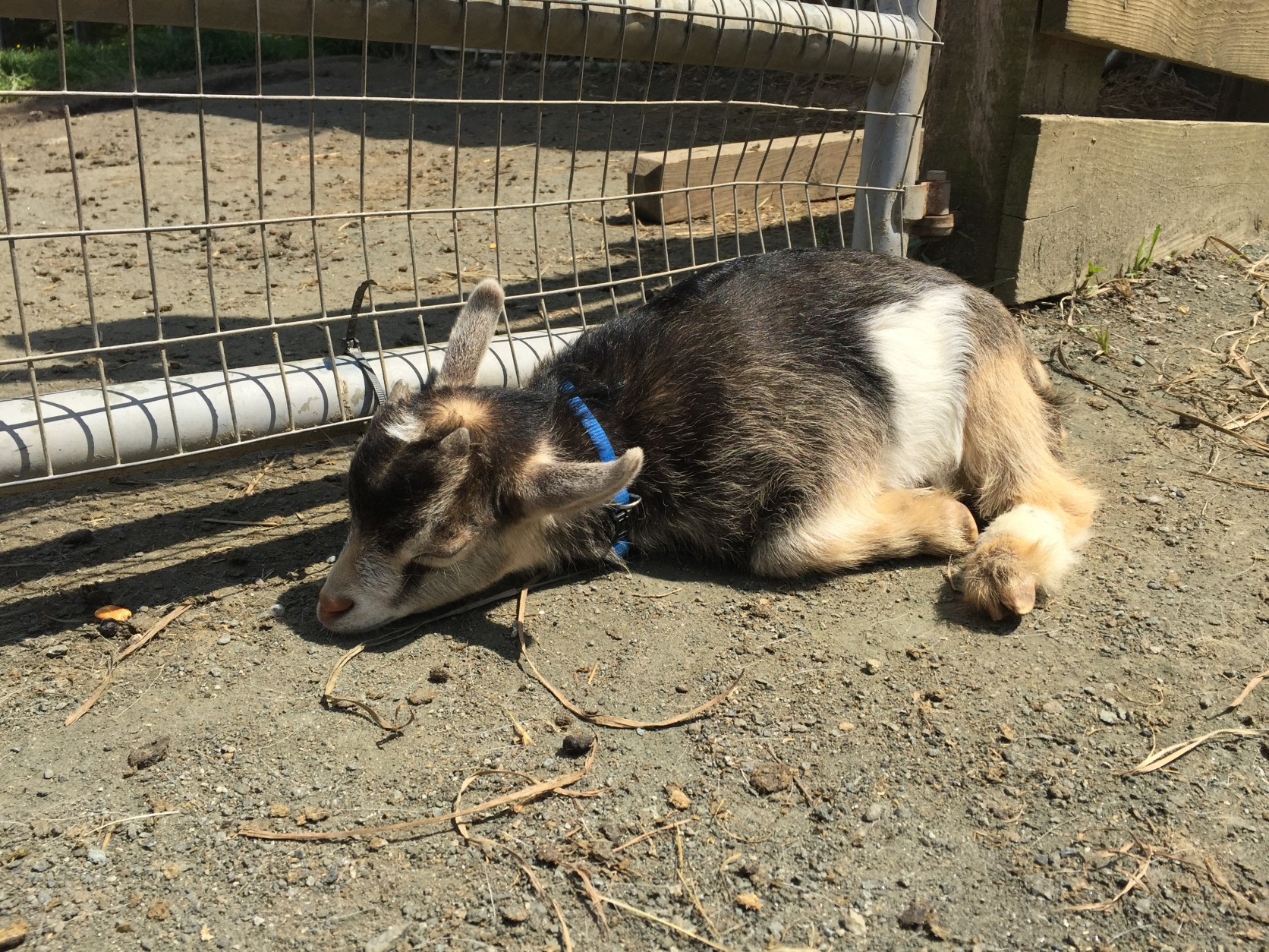 Time for a siesta! A baby goat sleeps in the sun. (WTOP/Michelle Basch)