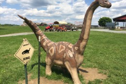 This happy dinosaur is one of the many other attractions at Clark's Elioak Farm. In the background is the farm's popular hayride. (WTOP/Michelle Basch)