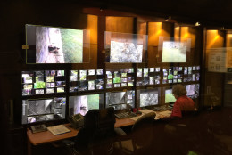 The two big screens on the right are what's shown on the National Zoo's panda cams. A volunteer monitors and logs the activities of all the resident pandas: Dad Tian Tian pictured to the left, mom Mei Xiang, cub Bei Bei currently in the tree shown in the middle monitor, and his sister Bao Bao. (WTOP/Kristi King)