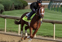 Kentucky Derby entrant Oscar Nominated, ridden by exercise rider Joel Cano, gallops at Churchill Downs in Louisville, Ky., Thursday, May 5, 2016. The 142nd Kentucky Derby is Saturday, May 7. (AP Photo/Garry Jones)
