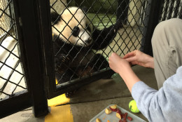 Bei Bei is very food motivated and responsive to being offered treats of apples, sweet potato and a leaf-eater biscuit which is made of soy protein. (WTOP/Kristi King)