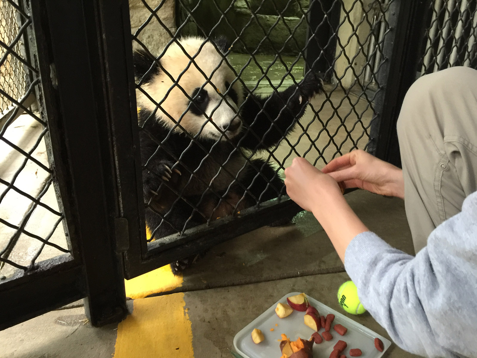 Bei Bei is very food motivated and responsive to being offered treats of apples, sweet potato and a leaf-eater biscuit which is made of soy protein. (WTOP/Kristi King)