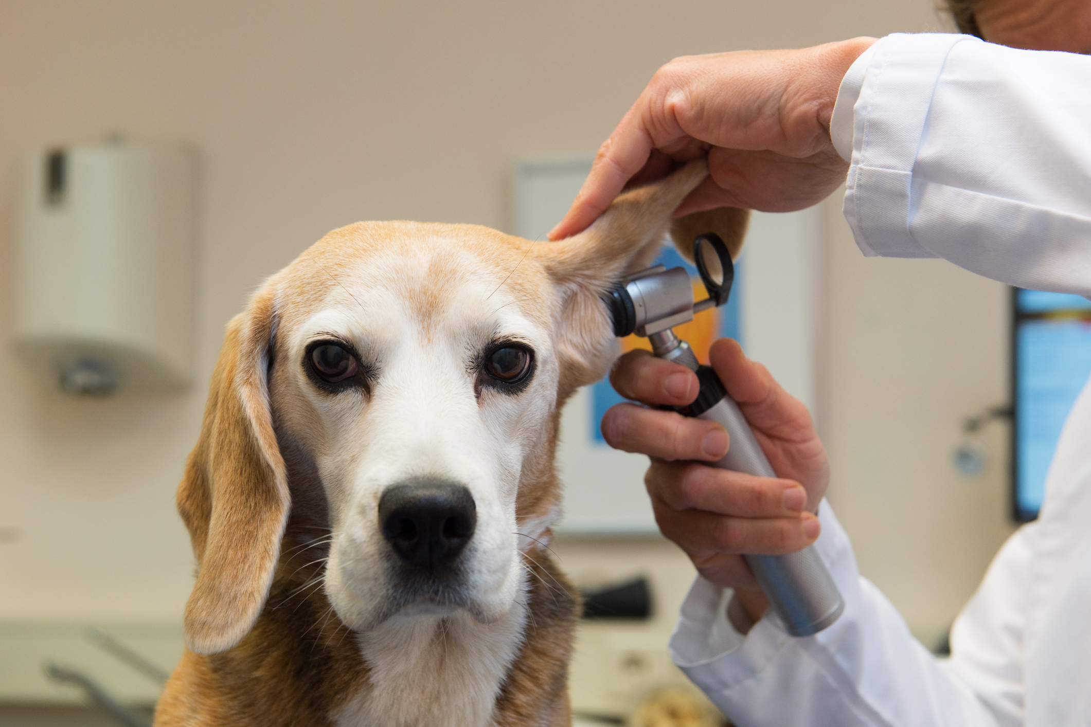 How to get affordable -- and high-quality -- health care for your pet