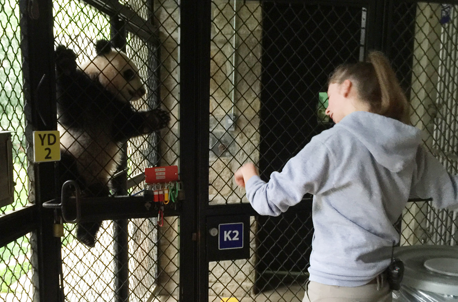 Animal Keeper Shellie Pick tries to convince Bei Bei to come down so he can be let outside where he typically heads straight for a tree.  "He does sleep up in a tree and that is very natural for them," Pick said. That gives nursing moms in the wild time to eat while a cub is safe from predators. (WTOP/Kristi King)