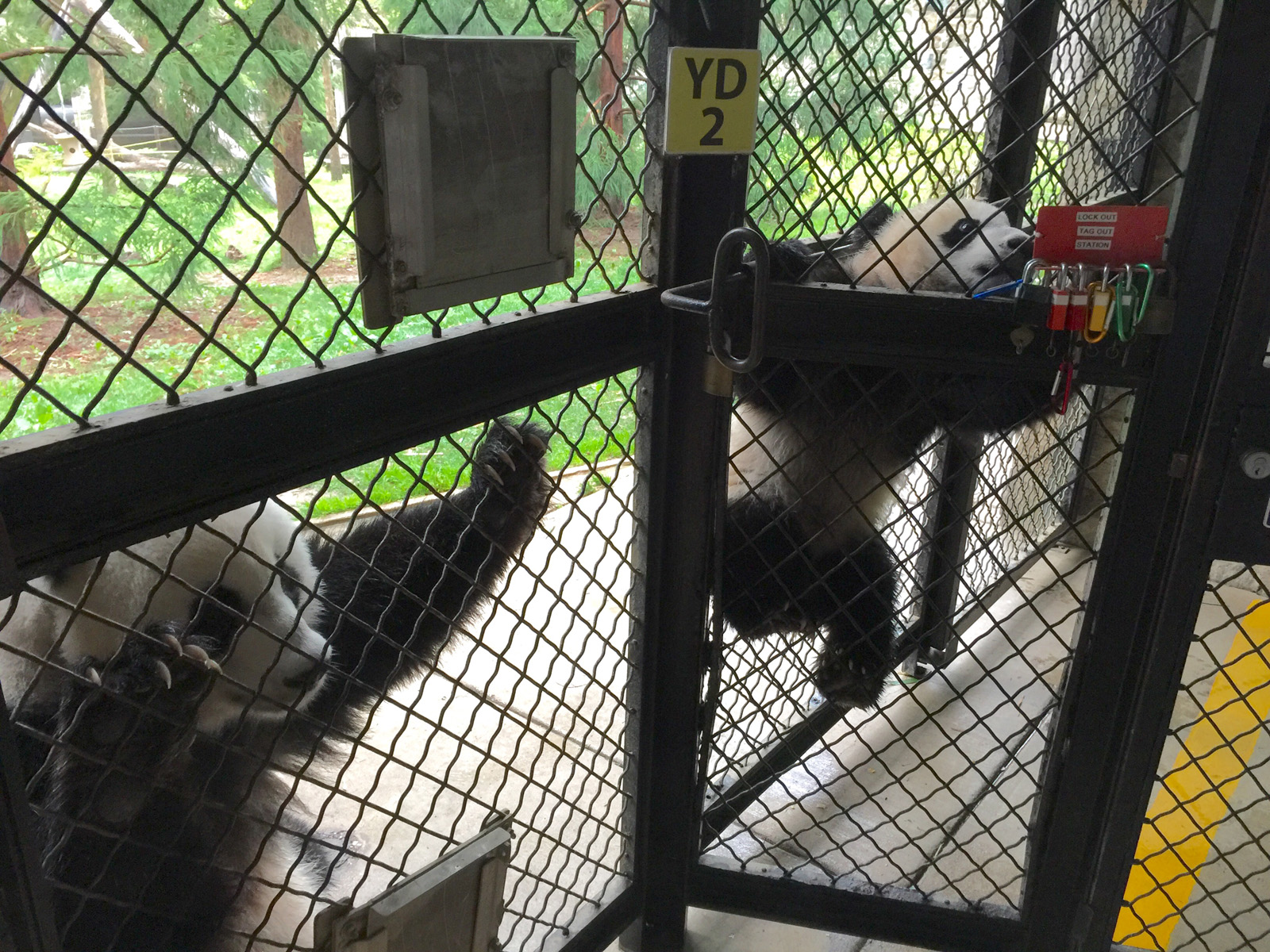 Bei Bei will continue to rely on mother Mei Xiang for milk until he's about a year-and-a-half old. (WTOP/Kristi King)