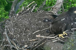 The two young eagles, Freedom and Liberty, next to each other in the nest. (© 2016 American Eagle Foundation, EAGLES.ORG.)