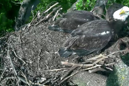 Freedom and Liberty eating after one of their parents brought some food back to the nest for them. (© 2016 American Eagle Foundation, EAGLES.ORG)
