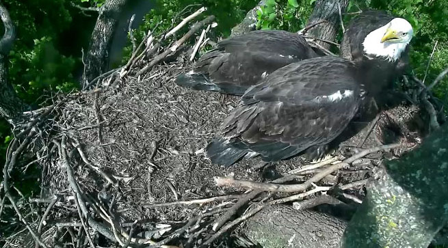 Freedom and Liberty eating after one of their parents brought some food back to the nest for them. (© 2016 American Eagle Foundation, EAGLES.ORG)
